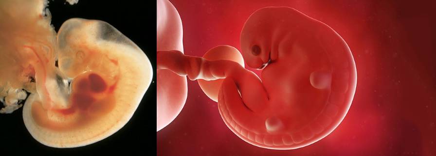 Développement embryon à 4 semaines de grossesse