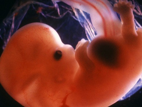 Développement du foetus en images  Doctissimo 