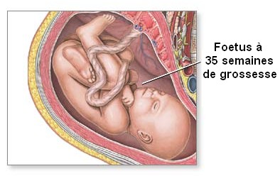 Position du bébé à 35 semaines de grossesse