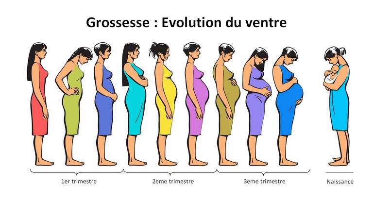 Grossesse : Evolution du ventre de la femme enceinte