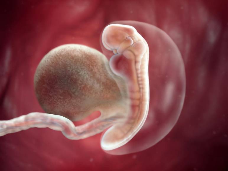 Embryon à 3 semaines de grossesse