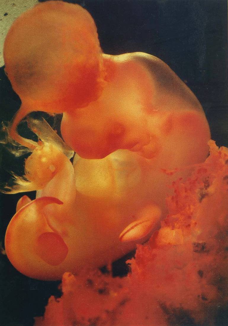 4ème semaine de grossesse : développement embryon