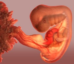 Embryon 1er mois de grossesse