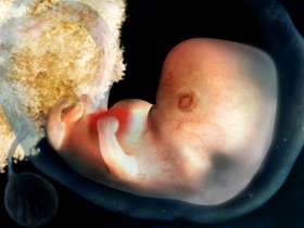 Grossesse mois par mois - Développement embryon 1 mois grossesse