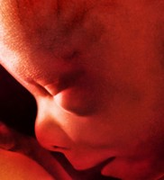 Le visage d'un foetus de 26 semaines