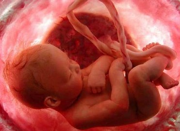 Foetus au cours de la 38ème semaine de grossesse