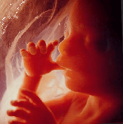 Foetus de 5 mois